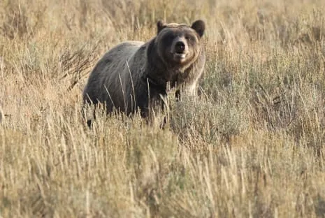Backpacker Injured by Bear in Wilderness Area Transported to Trauma Center