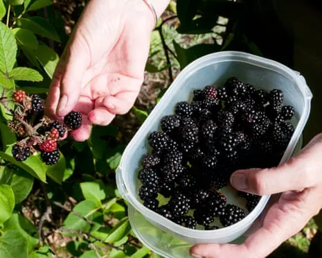 In Search Of: Tasty Pastries to Make Use Of a Abundance of Homemade Jam
