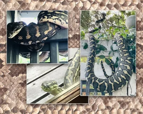 Embracing my Reptiles in the Roof: A Journey from Dread to Admiration