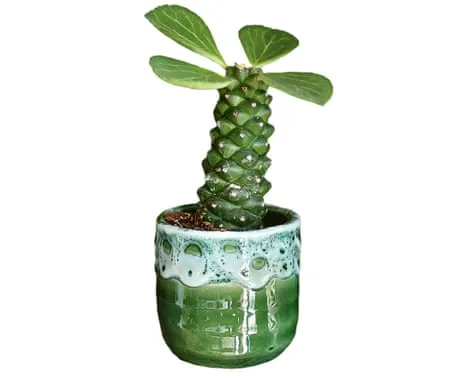 Can My Euphorbia Ritchiei Ever Sprout Again?