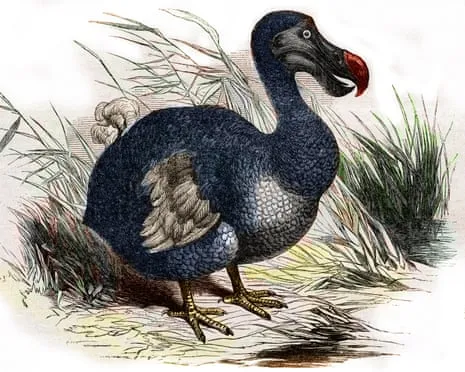 Researchers Assert They Have Achieved a ‘Key Milestone’ in Resurrecting the Dodo for the First Time in Multiple Generations